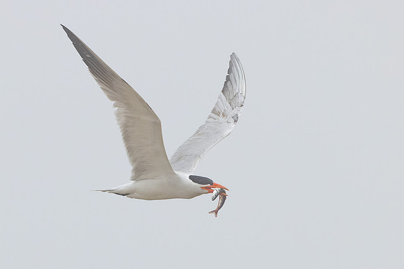Caspian Tern