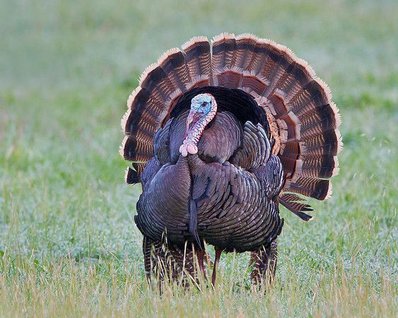Wild Turkey