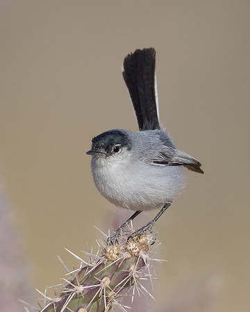Black-tailed Gnatcatcher