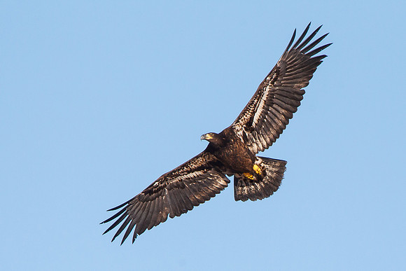 Bald Eagle, juvenile