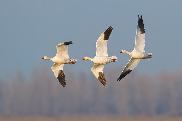 Snow Goose