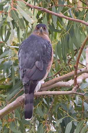 Cooper's Hawk