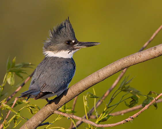 Belted Kingfisher