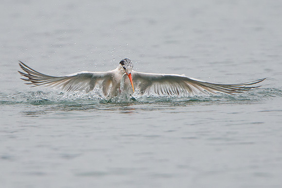 Elegant Tern, emerging from water with fish