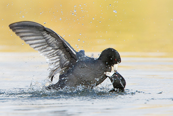 American Coots, fighting / sparring