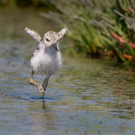 American Avocet, chick