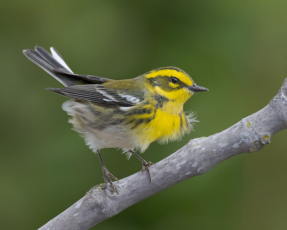 Townsend's Warbler