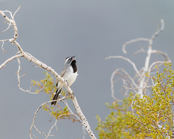 Black-throated Sparrow