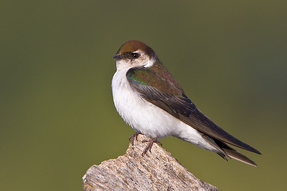 Violet-green Swallow