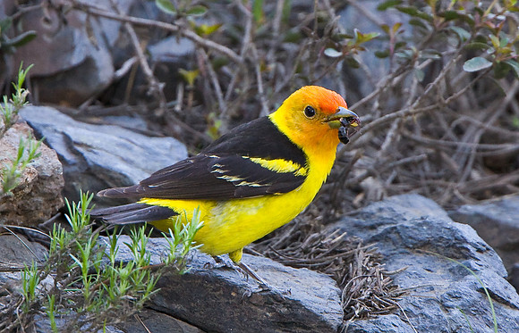 Western Tanager