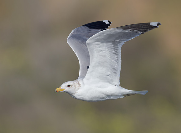Western Gull