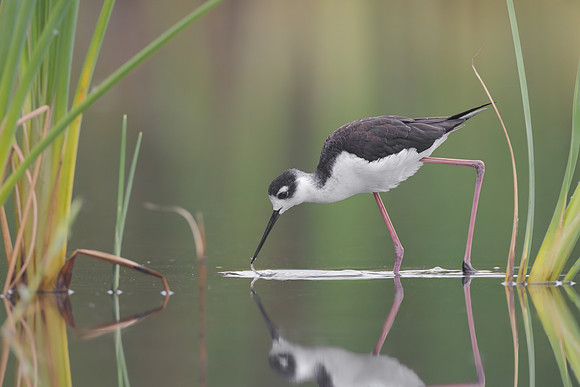 Black-necked Stilt