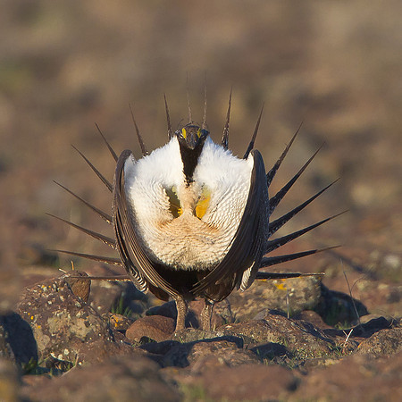 Greater Sage-Grouse, courtship display