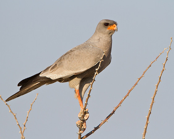 Southern Pale Chanting Goshawk