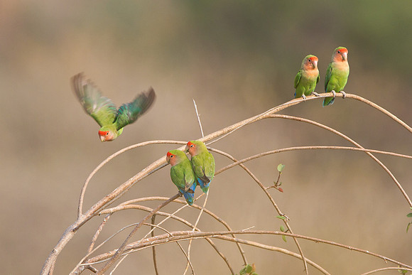 Rosy-faced Lovebirds