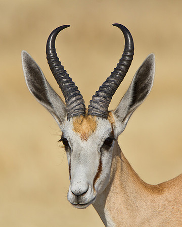 Springbok