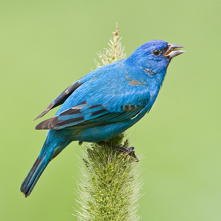 Indigo Bunting feeding on foxtail
