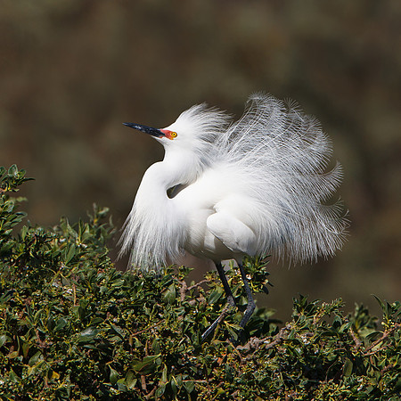 Snowy Egret, breeding plumage