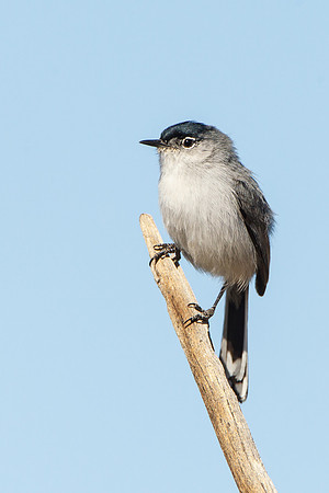 Black-tailed Gnatcatcher