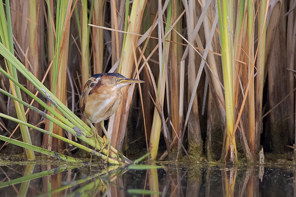Least Bittern