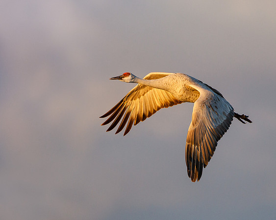 Crane pools