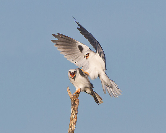 White-tailed Kites, mating