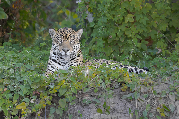 Jaguar