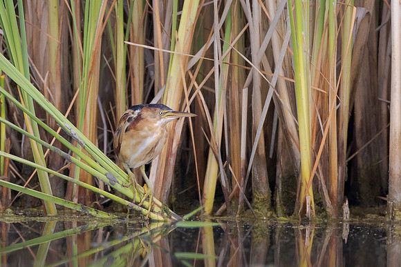 Least Bittern