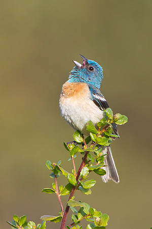 Lazuli Bunting