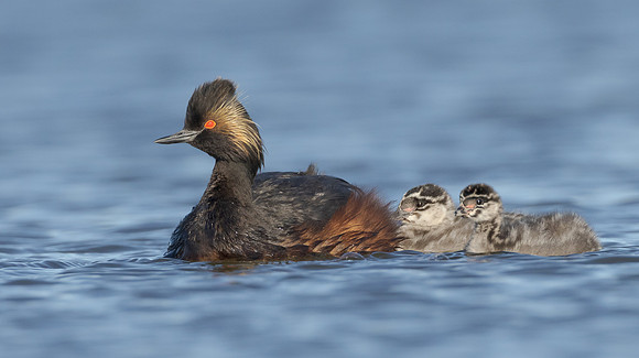 Eared Grebe, with chick