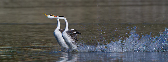 Clark's Grebes performing thier rushing dancing courtship display