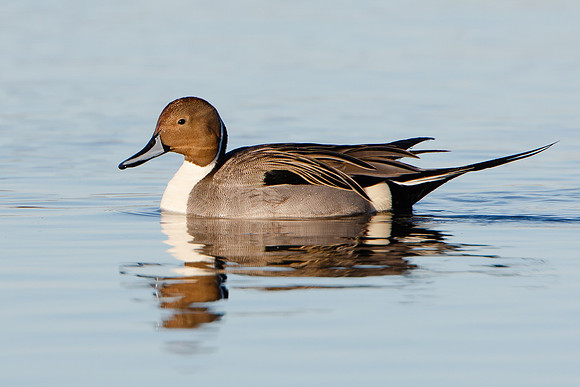 Northern Pintail