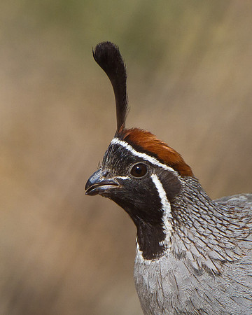 Close-up photo of Gambel's Quail -- head shot
