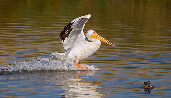 American White Pelican, landing