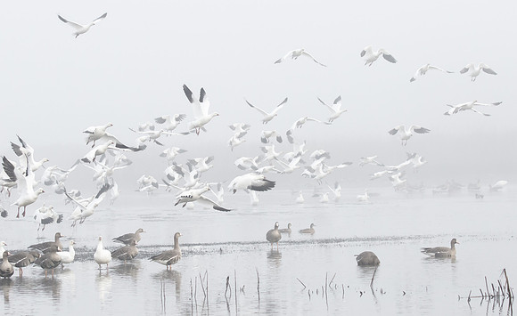 Ross's Geese, with Greater White-fronted Geese, on a foggy morning