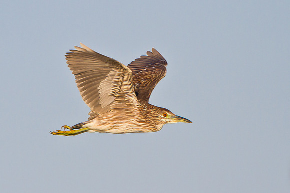 Black-crowned Night Heron, juvenile