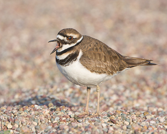 Killdeer