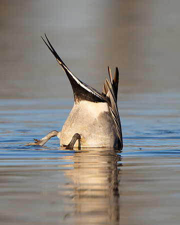 Northern Pintail, dabbling behavior