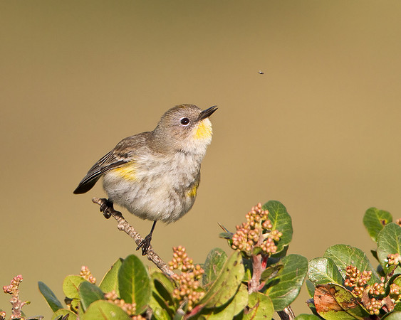 Yellow-rumped Warbler, about to snatch an insect