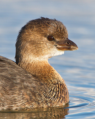 Pied-billed Grebe