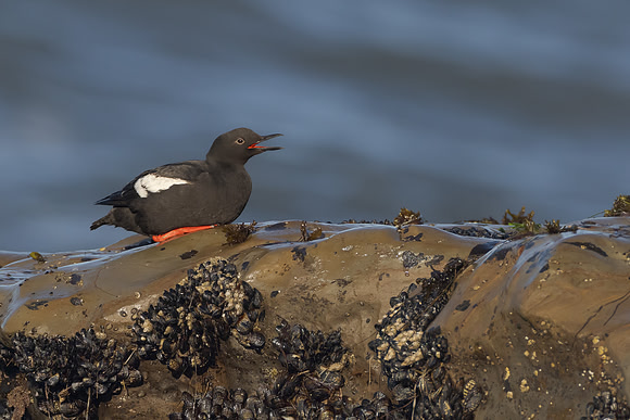 Pigeon Guillemot