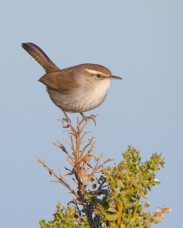 Bewick's Wren
