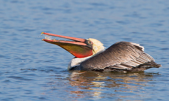 Brown Pelican, with mouthful of fish