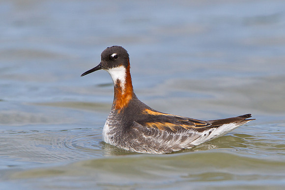 Red-necked Phalarope, female