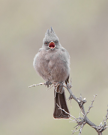 Phainopepla, female