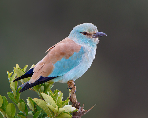 European Roller, juvenile