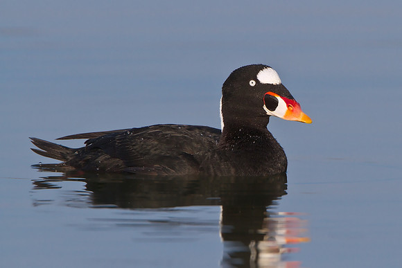Surf Scoter