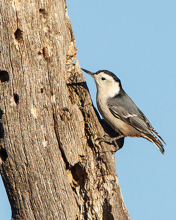 White-breasted Nuthatch