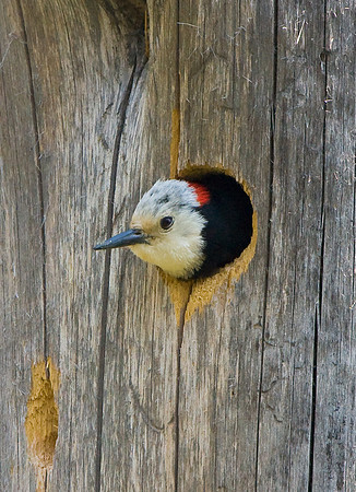 White-headed Woodpecker