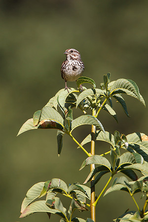 Song Sparrow